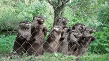 What'S Over There?! GIF - Otters River Otters Look Out GIFs