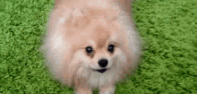 Spitz GIF - Dog Puppy Cute GIFs