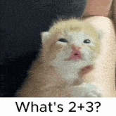 a small kitten is being held in someone 's arms and the caption says what 's 2 + 3