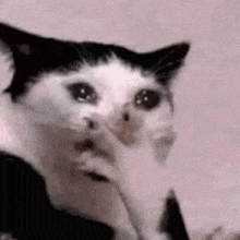 a black and white cat with a surprised look on its face is covering its face with its paw .