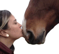 Kiss Failarmy Sticker - Kiss Failarmy Horse Stickers