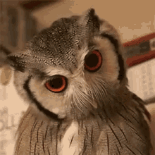 Angry GIF - Owl Angry Pissed GIFs