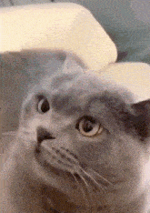 a close up of a cat 's face with a yellow background .