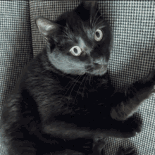 Cat Dab GIF - Cat Dab Dabbing Cat GIFs