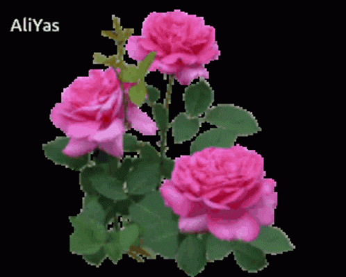 Roses GIF - Roses - Discover & Share GIFs Roses GIF - Roses - Discover & Share GIFs