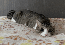 Cat Wiggle GIF - Cat Wiggle Wiggles GIFs