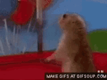 Squirrel What GIF