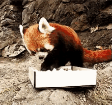 Hungry GIF - Hungry Red Panda Eat GIFs