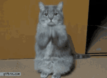 Uhm Hilarious GIF - Uhm Hilarious Cat GIFs