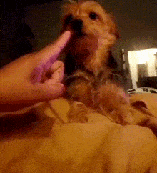 a person petting a dog with their finger