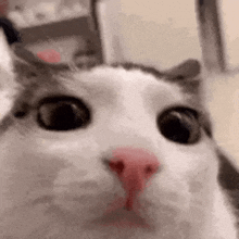 Cat Blinking GIF - Cat Blinking Blinking Cat GIFs