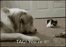 Tag Kitten Dog Youreit GIF - Tag Kitten Dog Youreit GIFs