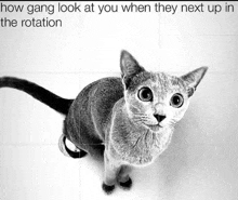 Gang Cat How Gang Look At You GIF - Gang Cat Cat How Gang Look At You GIFs