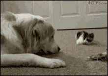 Tag Team Playing GIF - Tag Team Playing Cute Dog And Cat GIFs