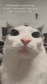 a picture of a cat with a caption that says 10 people watching a fight between a purple role and blue role ..
