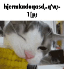 Cat Corn GIF - Cat Corn Eating GIFs
