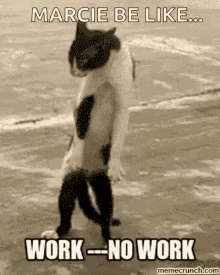 Funny Animals Work GIF - Funny Animals Work No Work GIFs
