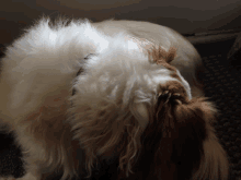 Sleepy Dogo GIF - Sleepy Dogo GIFs