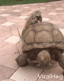 riding a turtle moving slow iguana interspecies friends