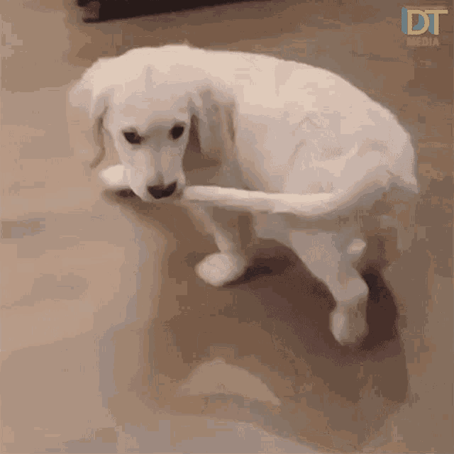 a white dog is standing on a wooden floor with a dt logo in the background