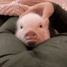 Compuserve Meme GIF - Compuserve Meme Pig GIFs