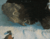 a screenshot of a video game shows a giant monster laying in the snow with its mouth open