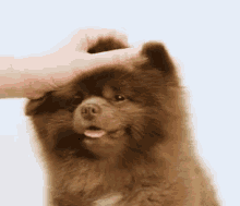 Cute Dog GIF - Cute Dog Fluffy GIFs