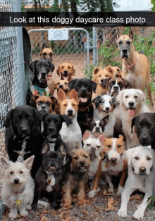 Doggy Day Care Class Photo GIF - Doggy Day Care Class Photo GIFs