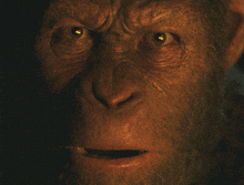 a close up of a monkey 's face with a serious look on his face