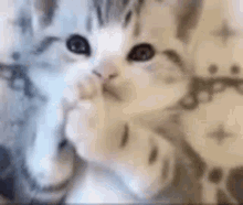 Animated Cat Wallpaper GIFs | Tenor