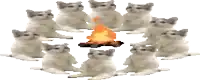 a group of kittens are sitting around a fire