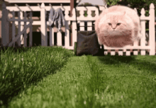 Meow Lawn GIF - Meow Lawn Cat GIFs