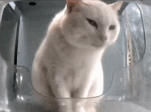 Chinese Cat Silly Cat GIF - Chinese Cat Silly Cat Mr Fresh Cat GIFs