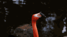 Flamingo Dance GIF