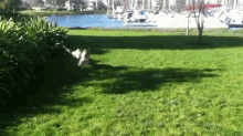 a dog is running in a park with boats in the water in the background