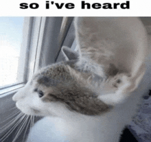 So Ive Heard Meme GIF - So Ive Heard Meme Cat GIFs