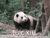 Hoahoa Panda GIF - Hoahoa Panda Cute GIFs