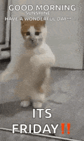 a cat is standing on its hind legs with its paws up .