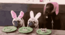 Dogs Eat GIF - Dogs Eat Ill Take That GIFs