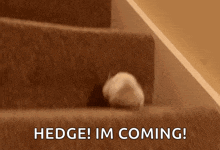a hedgehog is running down a set of stairs with the words hedge ! im coming behind it