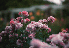 a bunch of pink flowers in a garden with a blurry background