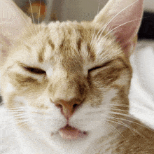 Cat Yawning Yawn Gif GIF