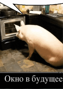 a picture of a pig looking into an oven with a speech bubble above it that says okno b buduhee