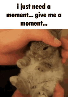 bunny upset petting i need a moment give me a moment