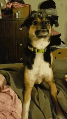 Dogs Silly Puppy GIF - Dogs Silly Puppy Look Up GIFs