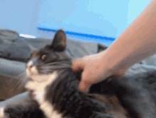 a person petting a gray and white cat on a bed