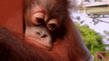 Monkey Orangutan GIF - Monkey Orangutan Monkeyoflife GIFs