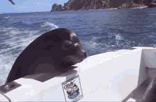 Seal Boat GIF - Seal Boat Fish GIFs