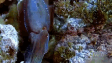 Get Out GIF - Animals Cuttlefish Rage GIFs