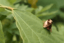 Uropyia Meticulodina Moth GIF
